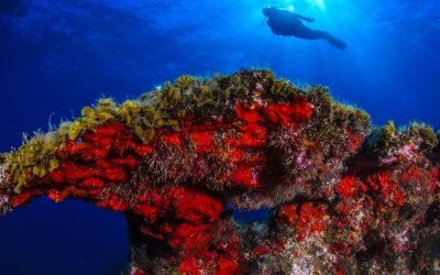 Descubre el fondo marino: buceo y snorkel en La Restinga