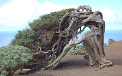 El Sabinar: el árbol que desafía al viento